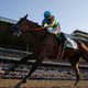 Illustration for article titled American Pharoah Owner Says Horse Will Run Again This Year